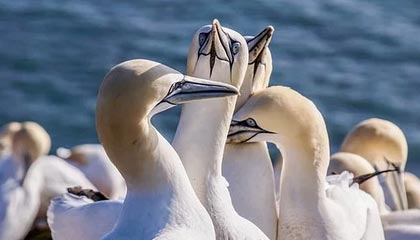 开云官方平台-伊朗男足时隔12年重返奥运四分之一决赛，伊朗男足主场